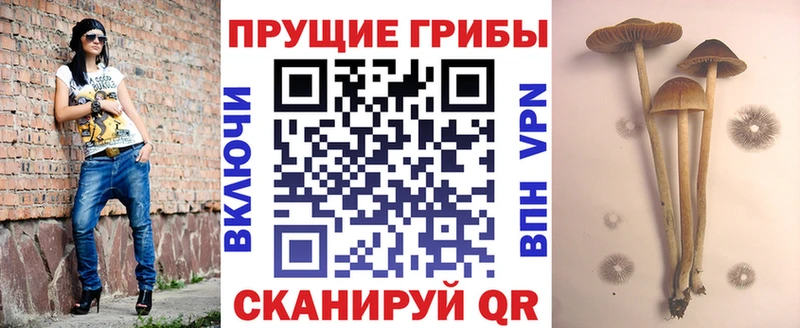 купить наркоту  Дигора  Галлюциногенные грибы GOLDEN TEACHER 